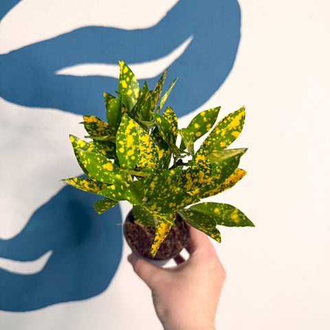 Codiaeum ‘Gold’ – Croton