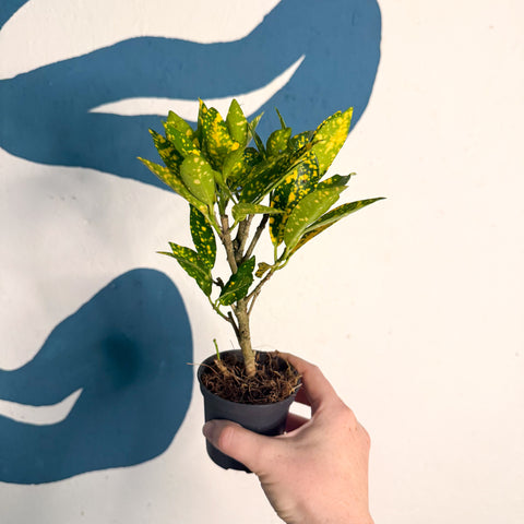 Codiaeum ‘Gold’ – Croton