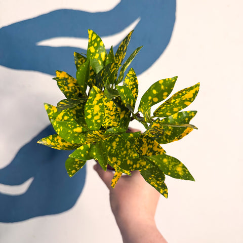 Codiaeum ‘Gold’ – Croton