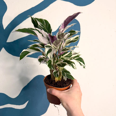 Calathea lietzei 'Fusión Blanca'