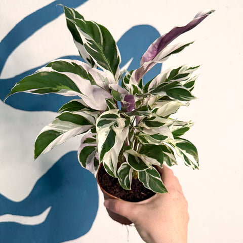 Calathea lietzei 'White Fusion'