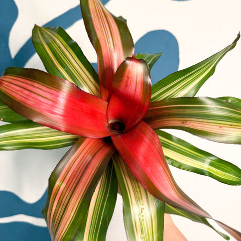 Neoregelia ‘Fancy’ – Blushing Bromeliad