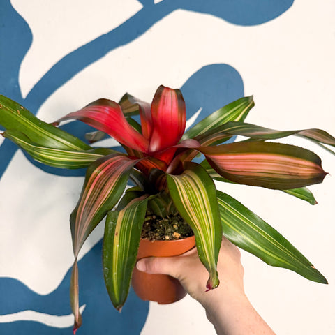 Neoregelia ‘Fancy’ – Blushing Bromeliad
