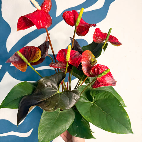 Anthurium andraeanum 'Coral Champion' - Red Flamingo Flower