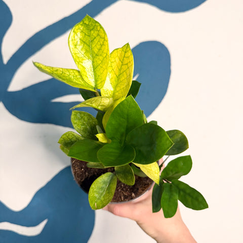 Zamioculcas zamiifolia ‘Chameleon’ – ZZ Plant