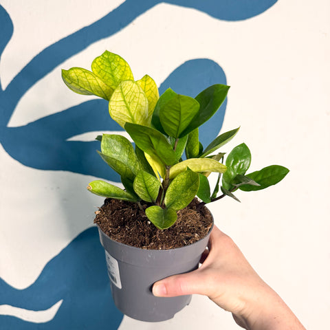 Zamioculcas zamiifolia ‘Chameleon’ – ZZ Plant
