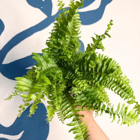 Nephrolepis exaltata ‘Vitale’ – Boston Fern