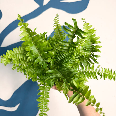 Nephrolepis exaltata ‘Vitale’ – Boston Fern