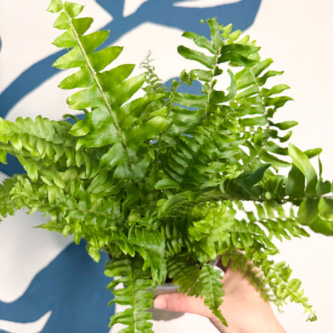 Nephrolepis exaltata ‘Vitale’ – Boston Fern