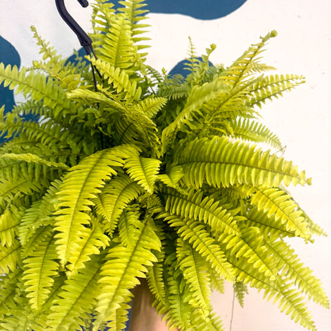 Nephrolepis ‘Blonde’ - Boston Fern