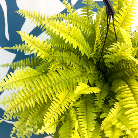 Nephrolepis ‘Blonde’ - Boston Fern