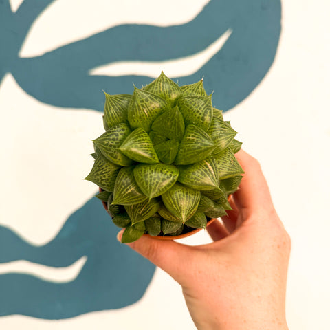 Haworthia comptoniana Hybrid – Window Succulent