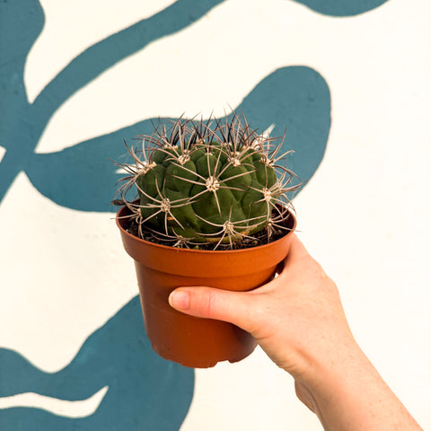 Gymnocalycium saglionis – Giant Chin Cactus