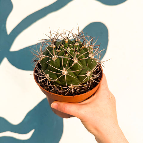 Gymnocalycium saglionis – Giant Chin Cactus