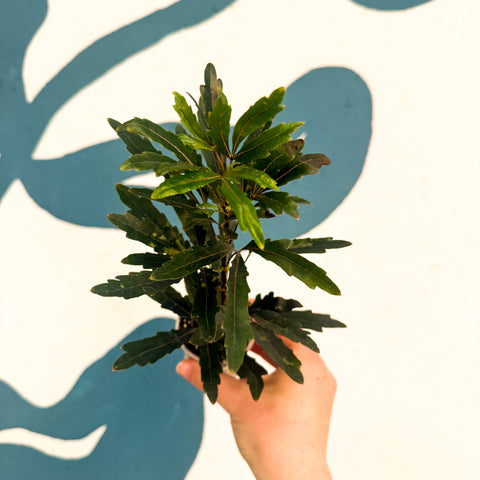 Dizygotheca elegantissima ‘Castor’ – False Aralia