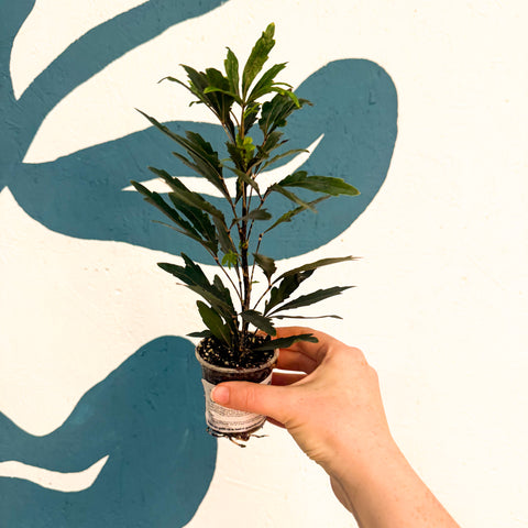 Dizygotheca elegantissima ‘Castor’ – False Aralia