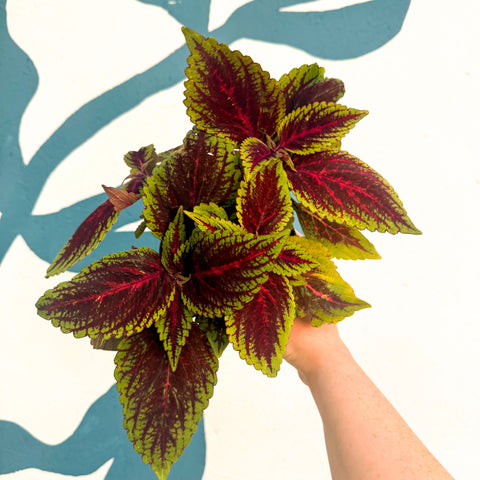 Coleus ‘Ruby Road’ – Painted Nettle