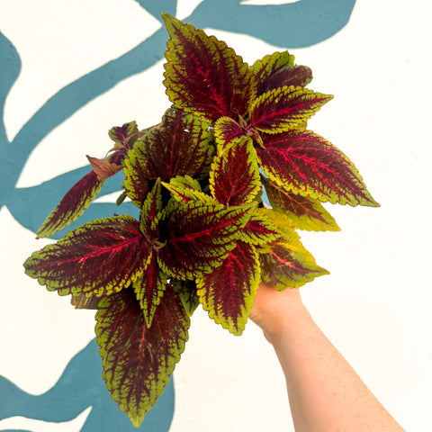 Coleus ‘Ruby Road’ – Painted Nettle
