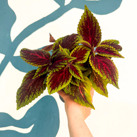 Coleus ‘Ruby Road’ – Painted Nettle