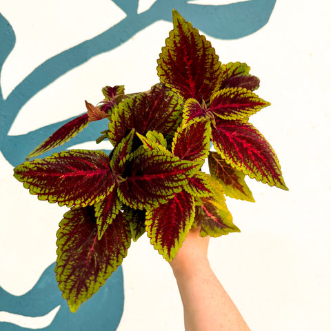 Coleus ‘Ruby Road’ – Painted Nettle