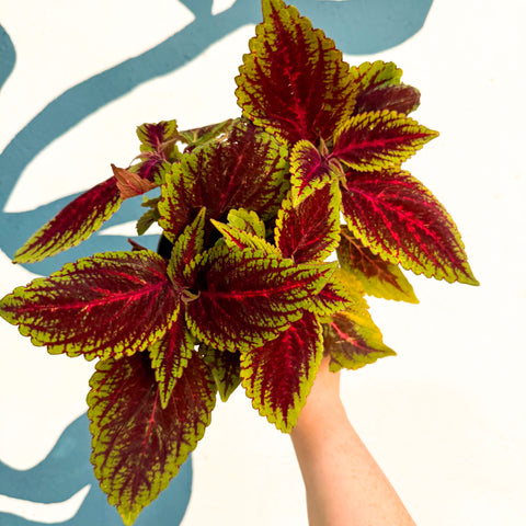 Coleus ‘Ruby Road’ – Painted Nettle