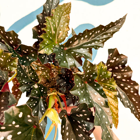 Begonie ‘Black Forest’ – Rex-Begonie