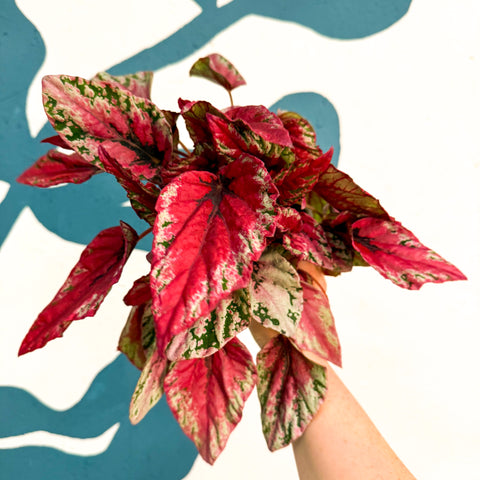 Begonia rex ‘Maui Sunset’