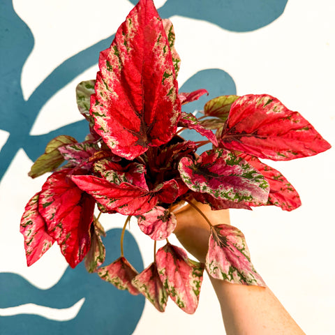 Begonia rex ‘Maui Sunset’