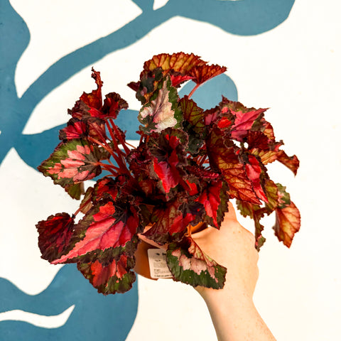 Begonia rex 'Inca Night'