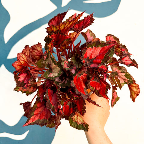 Begonia rex 'Inca Night'