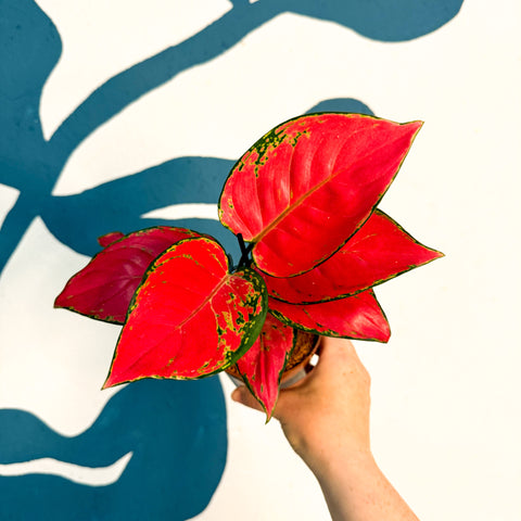 Aglaonema ‘Beautiful Red’ – Chinese Evergreen