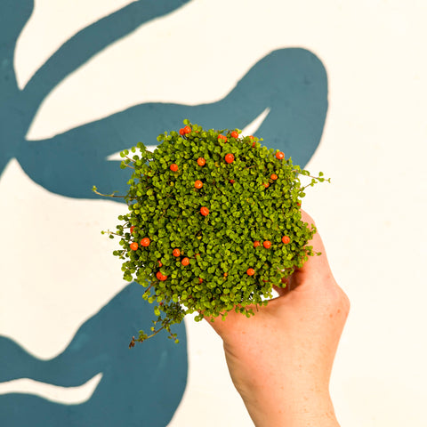Nertera granadensis ‘Astrid’ – Planta de cuentas de coral