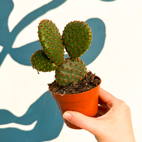 Hasenohrenkaktus - Opuntia microdasys rufida