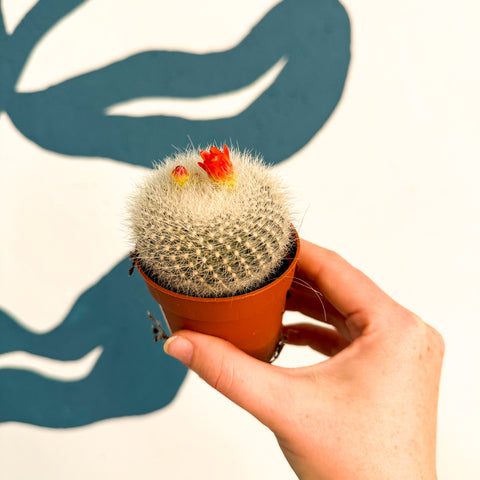 Parodia haselbergii – Scarlet Ball Cactus