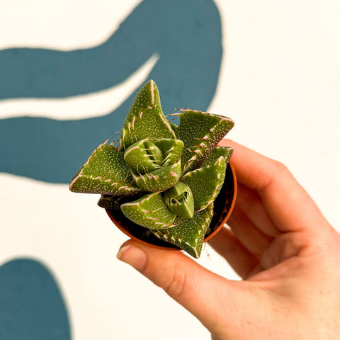 Faucaria tigrina f. monstruosa - Tiger Jaws Succulent