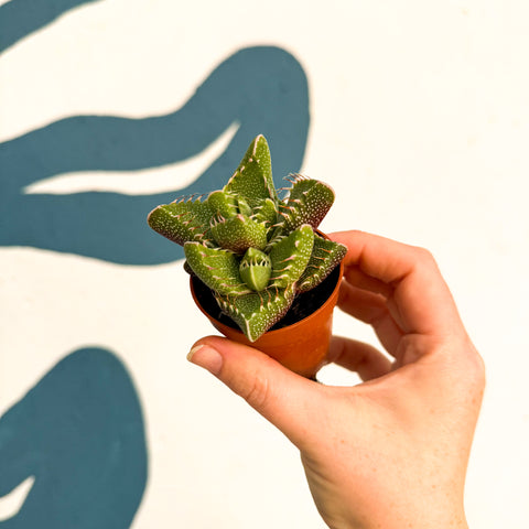 Faucaria tigrina f. monstruosa - Suculenta Mandíbulas de Tigre