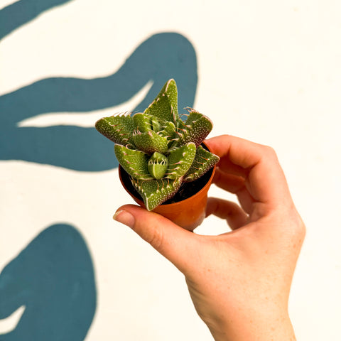 Faucaria tigrina f. monstruosa - Suculenta Mandíbulas de Tigre