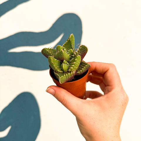 Faucaria tigrina f. monstruosa - Suculenta Mandíbulas de Tigre