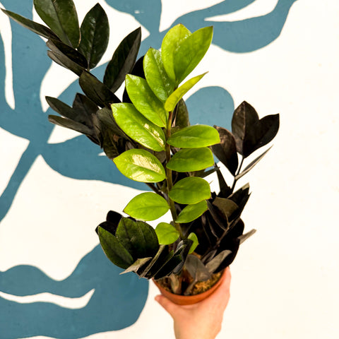 Zamioculcas zamiifolia 'Raven' - Schwarze Glücksfeder