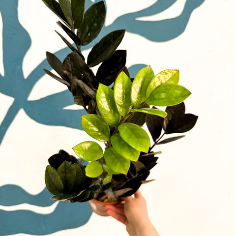 Zamioculcas zamiifolia 'Raven' - Schwarze Glücksfeder