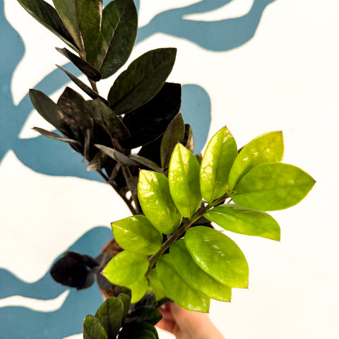 Zamioculcas zamiifolia 'Raven' - Schwarze Glücksfeder