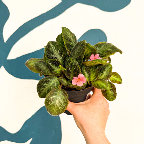 Episcia cupreata 'Neon Surprise' - Green Flame Violet