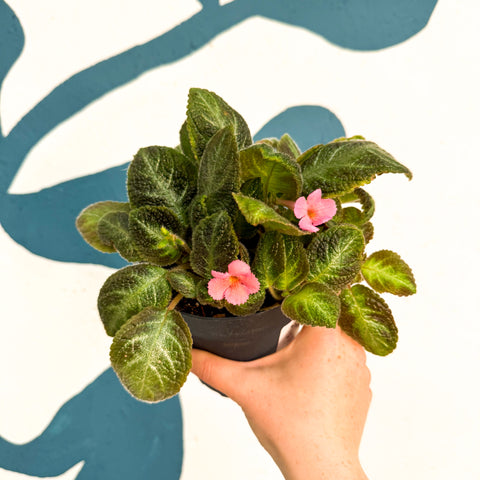 Episcia cupreata 'Neon Surprise' - Green Flame Violet