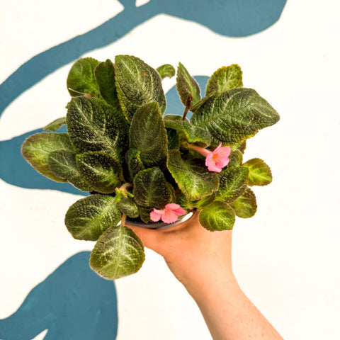 Episcia cupreata 'Neon Surprise' - Green Flame Violet