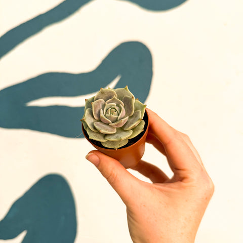 Echeveria 'Lola'