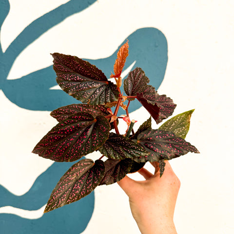 Begonia 'Pink Spot' - Rosa Polka Dot Begonie