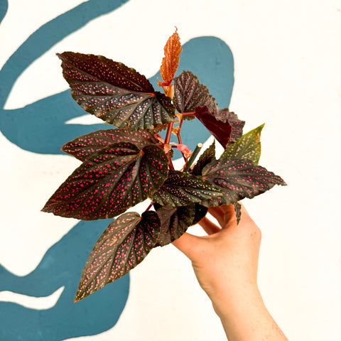 Begonia 'Pink Spot' - Rosa Polka Dot Begonie