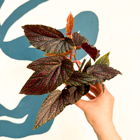 Begonia 'Pink Spot' - Rosa Polka Dot Begonie