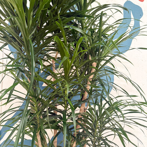 Dracaena reflexa ‘Anita’ – Dragon Tree