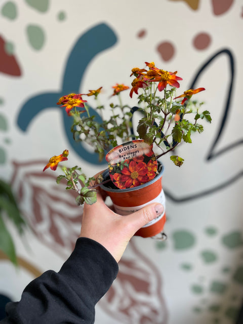 Bidens 'Bee Happy Red' - British Grown